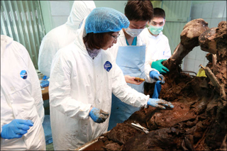 Illustration for article titled Russian scientists: We have a "high chance" of cloning a wooly mammoth